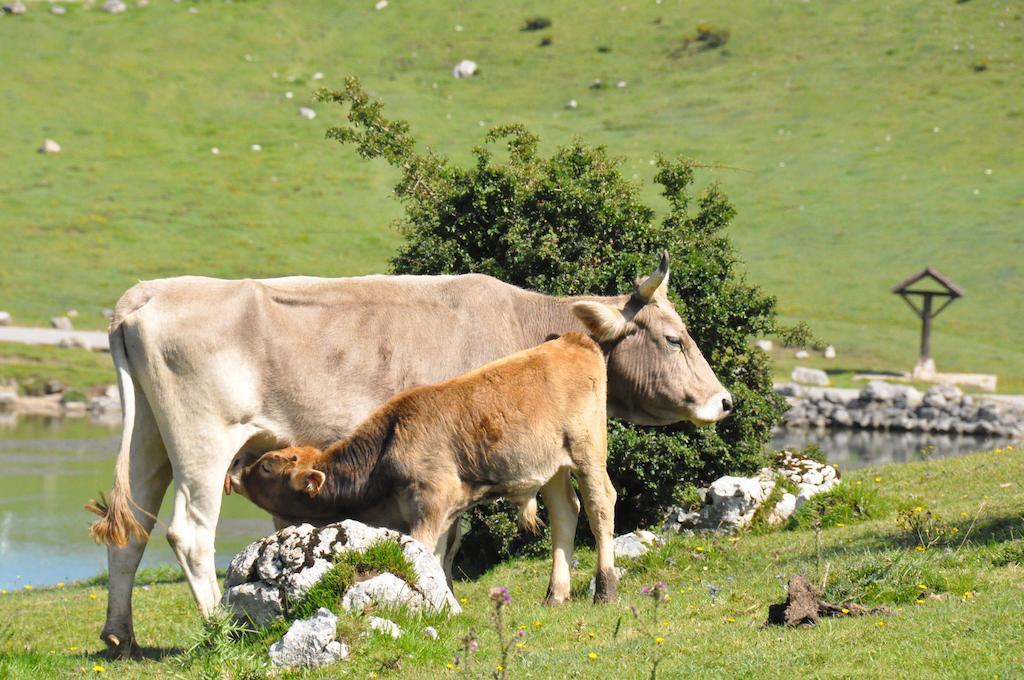 Casa Rural La Riba Sames Zewnętrze zdjęcie