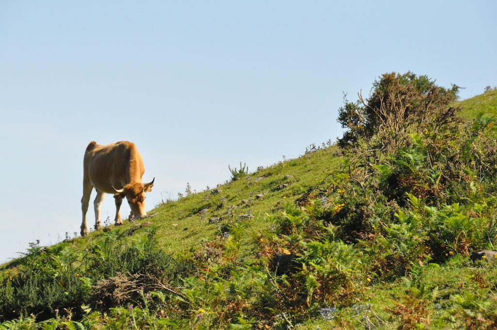 Casa Rural La Riba Sames Zewnętrze zdjęcie